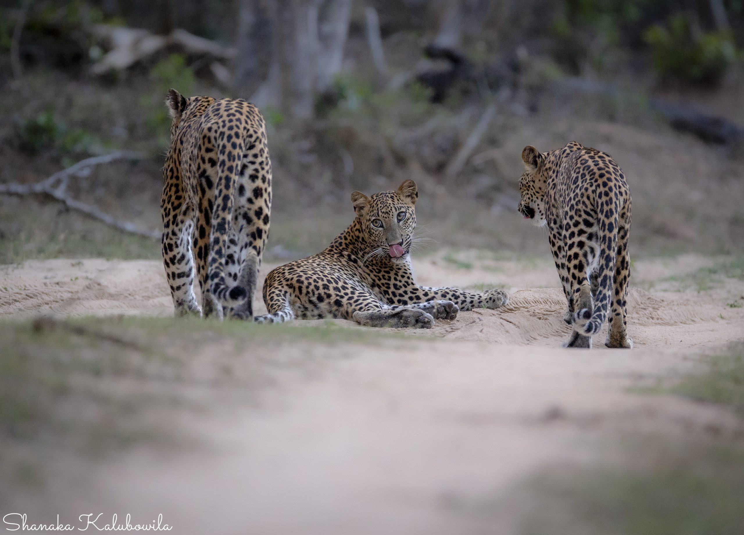Number of Leopards per sighting