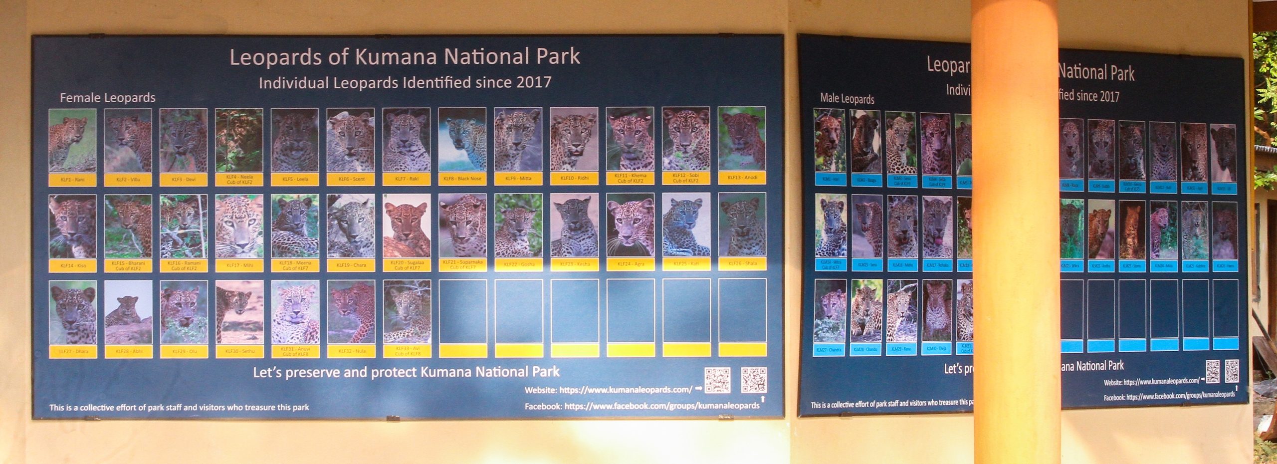 Leopard Profiles at the Park Entrance