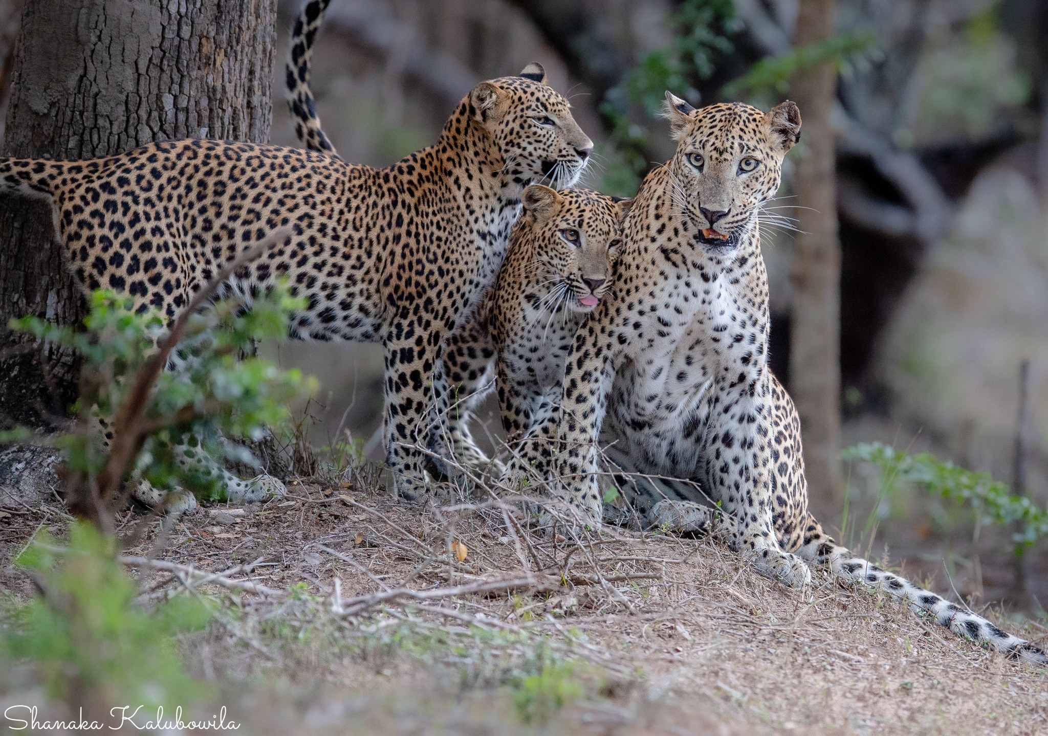 Visible Survival Rate of Cubs
