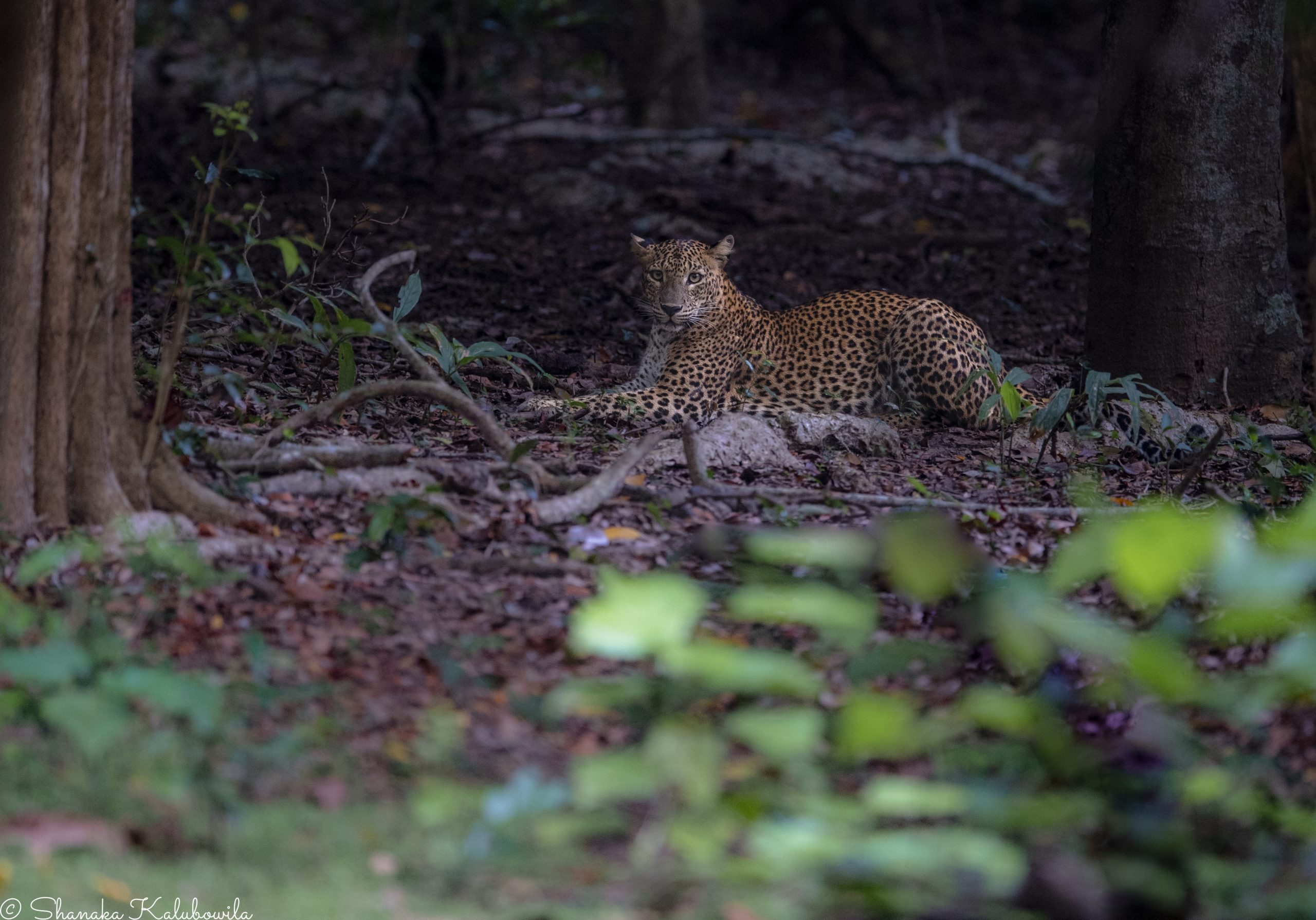 Leopard from the pristine riverine forest of Kumbukkan