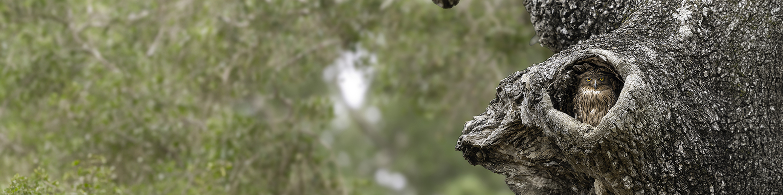 Brown fish owl – Yala National Park