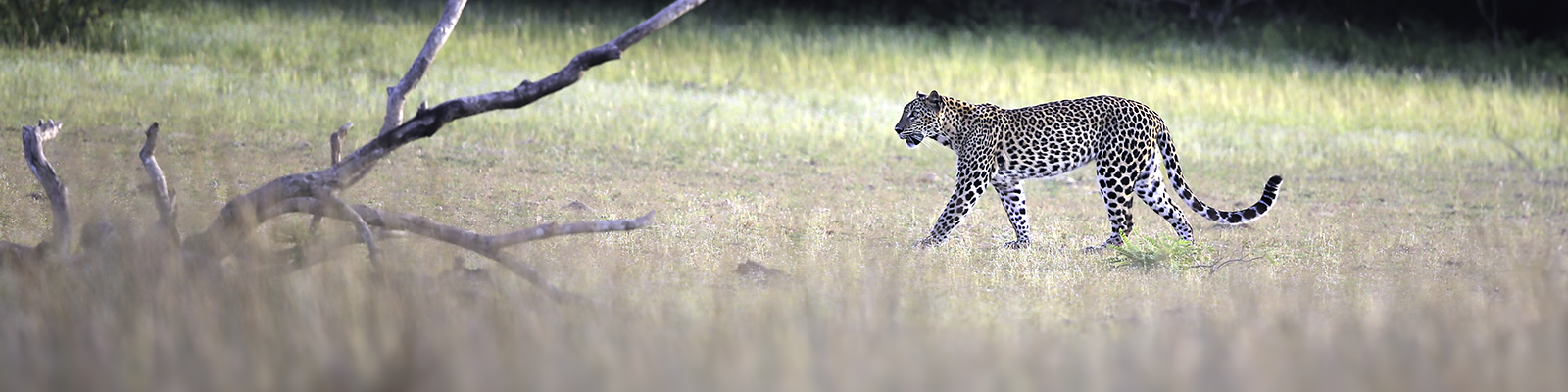 Leopard at Nelum Vila Wilpattu National Park