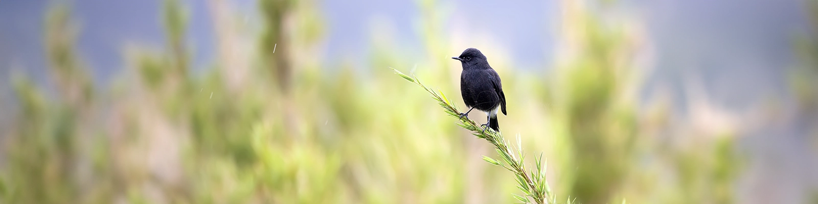 Pied bushchat